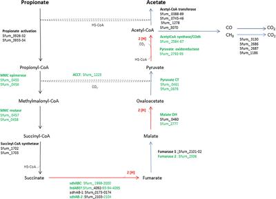 Proteomic Analysis of a Syntrophic Coculture of Syntrophobacter fumaroxidans MPOBT and Geobacter sulfurreducens PCAT